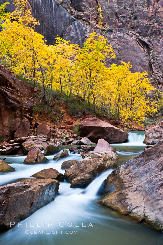 The Virgin River flows by autumn cottonwood trees, part of the Virgin River Narrows.  This is a fantastic hike in fall with the comfortable temperatures, beautiful fall colors and light crowds. Zion National Park, Utah, USA, natural history stock photograph, photo id 26118