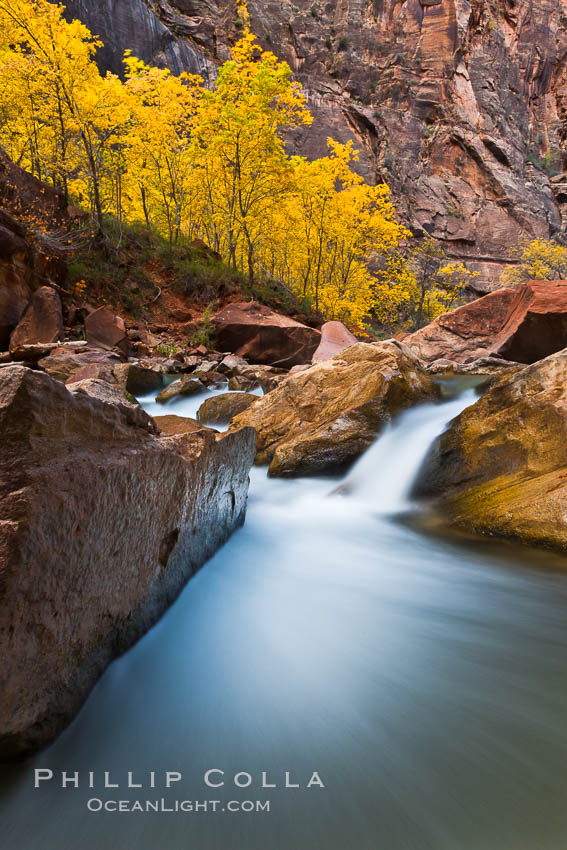 The Virgin River flows by autumn cottonwood trees, part of the Virgin River Narrows.  This is a fantastic hike in fall with the comfortable temperatures, beautiful fall colors and light crowds. Zion National Park, Utah, USA, natural history stock photograph, photo id 26096