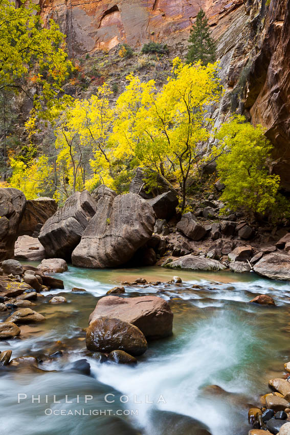 The Virgin River flows by autumn cottonwood trees, part of the Virgin River Narrows.  This is a fantastic hike in fall with the comfortable temperatures, beautiful fall colors and light crowds. Zion National Park, Utah, USA, natural history stock photograph, photo id 26119