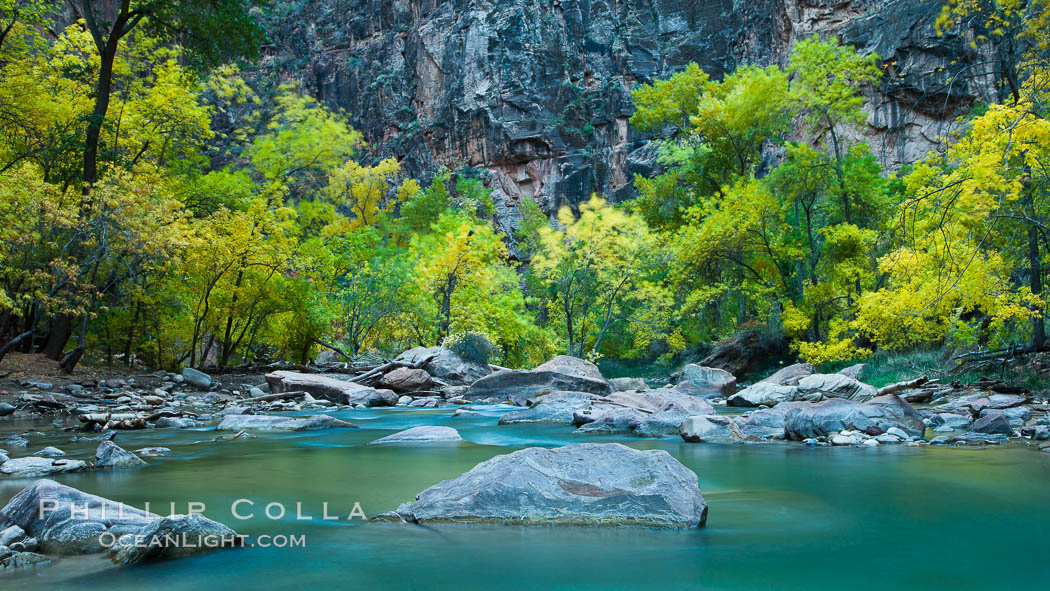 The Virgin River flows by autumn cottonwood trees, part of the Virgin River Narrows.  This is a fantastic hike in fall with the comfortable temperatures, beautiful fall colors and light crowds. Zion National Park, Utah, USA, natural history stock photograph, photo id 26117