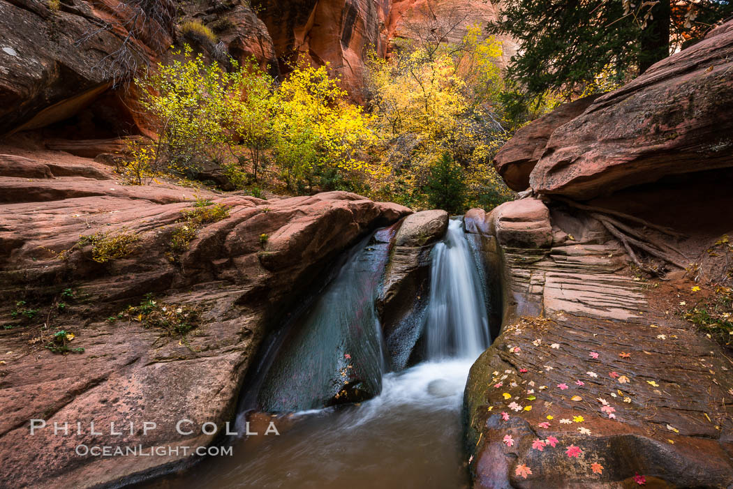 Fall Colors in Kanarra Creek Canyon, Utah. Kanarraville, USA, natural history stock photograph, photo id 32646