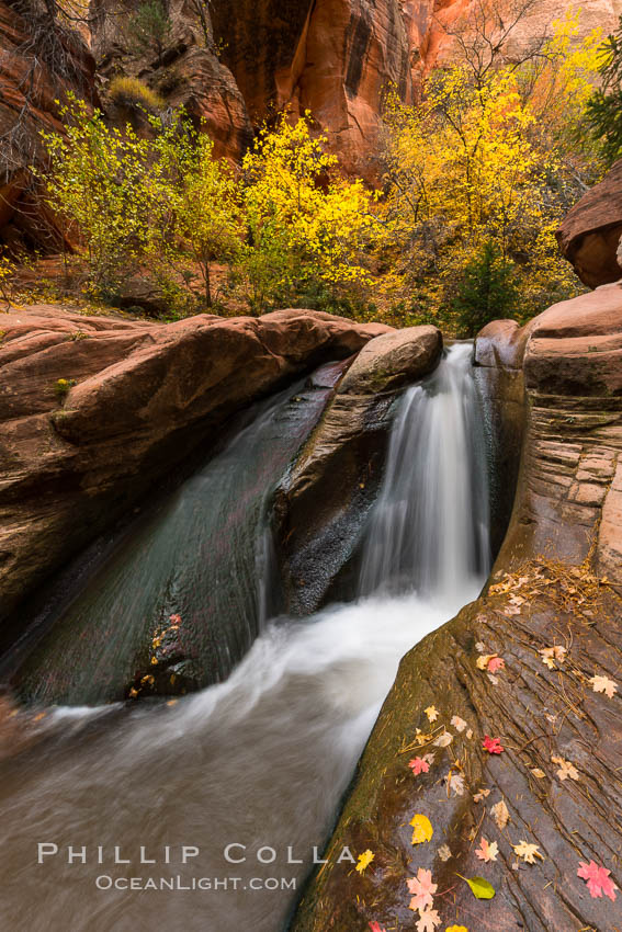 Fall Colors in Kanarra Creek Canyon, Utah. Kanarraville, USA, natural history stock photograph, photo id 32647