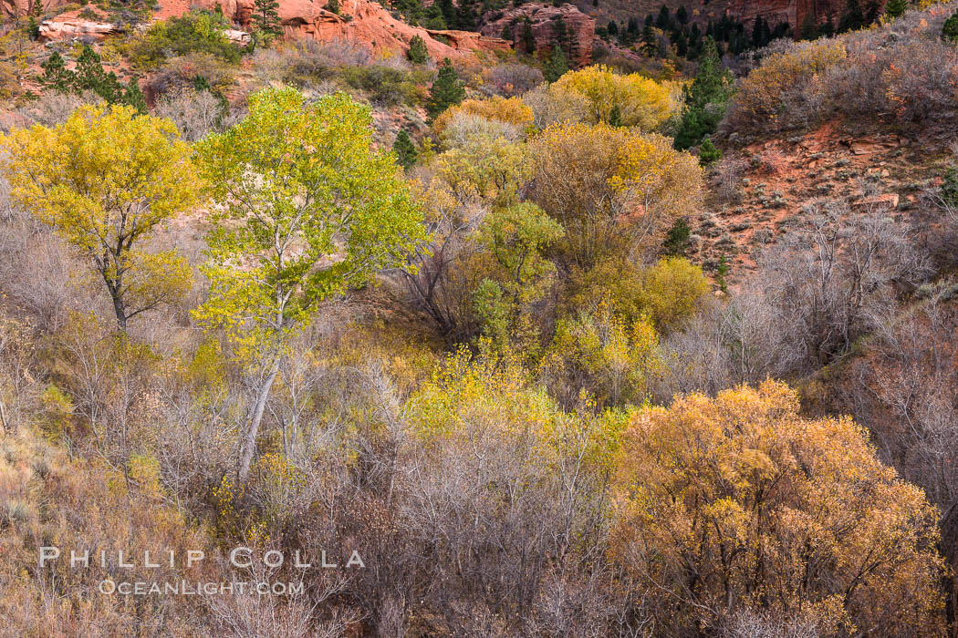 Fall Colors, Kolob Canyon, Zion National Park. Utah, USA, natural history stock photograph, photo id 32649