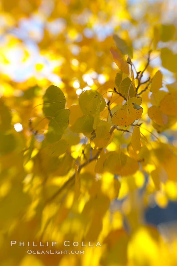 Aspen trees display Eastern Sierra fall colors, Lake Sabrina, Bishop Creek Canyon. Bishop Creek Canyon, Sierra Nevada Mountains, California, USA, Populus tremuloides, natural history stock photograph, photo id 17568