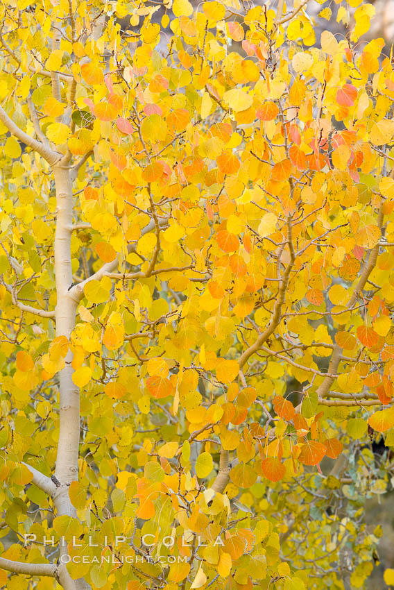 Aspen trees display Eastern Sierra fall colors, Lake Sabrina, Bishop Creek Canyon. Bishop Creek Canyon, Sierra Nevada Mountains, California, USA, Populus tremuloides, natural history stock photograph, photo id 17572