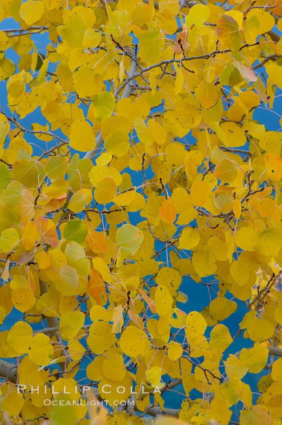 Aspen trees display Eastern Sierra fall colors, Lake Sabrina, Bishop Creek Canyon. Bishop Creek Canyon, Sierra Nevada Mountains, California, USA, Populus tremuloides, natural history stock photograph, photo id 17571