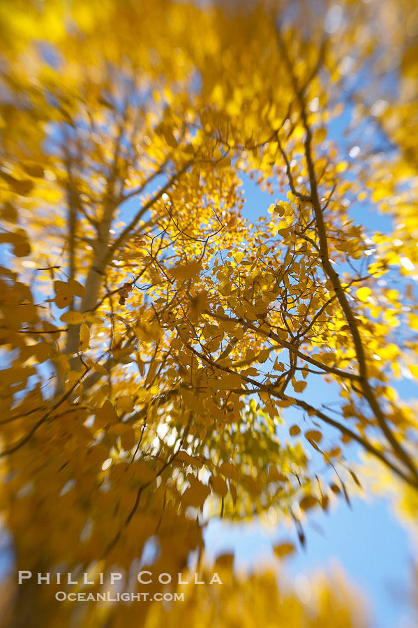 Quaking aspens turn yellow and orange as Autumn comes to the Eastern Sierra mountains, Bishop Creek Canyon., Populus tremuloides, natural history stock photograph, photo id 17569