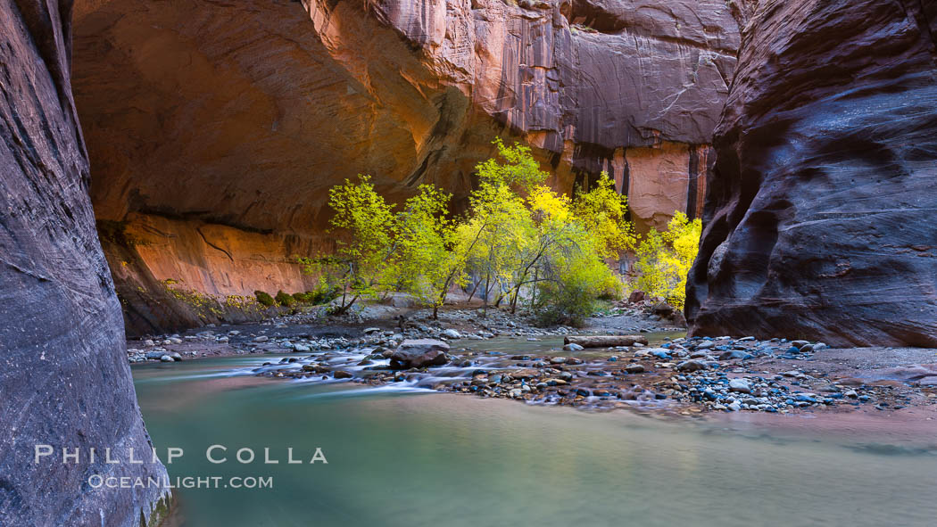 Flowing water and fall cottonwood trees, along the Virgin River in the Zion Narrows in autumn. Virgin River Narrows, Zion National Park, Utah, USA, natural history stock photograph, photo id 26140