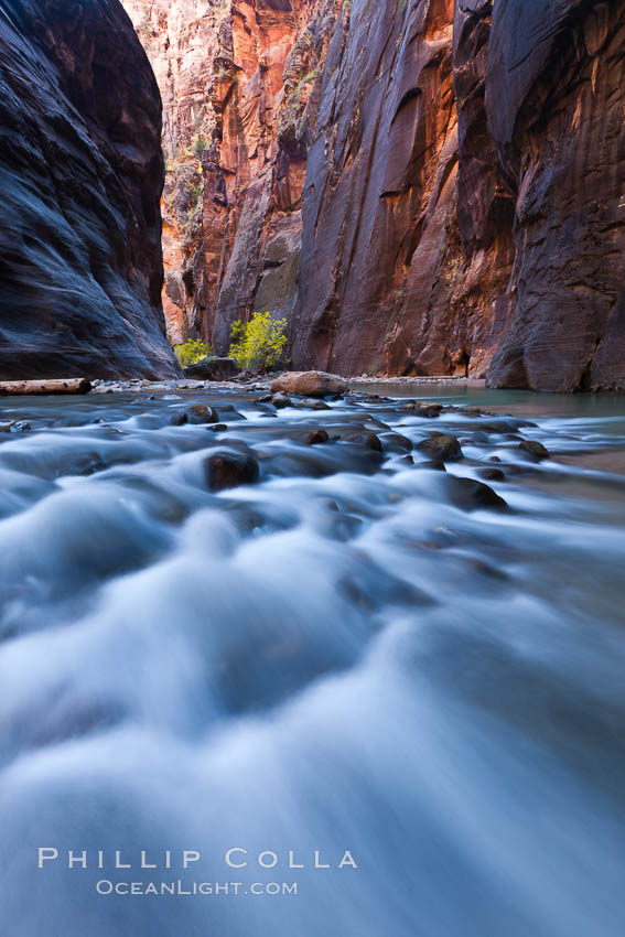 Cottonwood trees along the Virgin River, with flowing water and sandstone walls, in fall. Virgin River Narrows, Zion National Park, Utah, USA, natural history stock photograph, photo id 26127