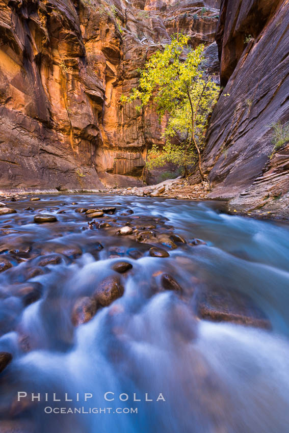 Fall Colors in the Virgin River Narrows, Zion National Park, Utah. USA, natural history stock photograph, photo id 32610