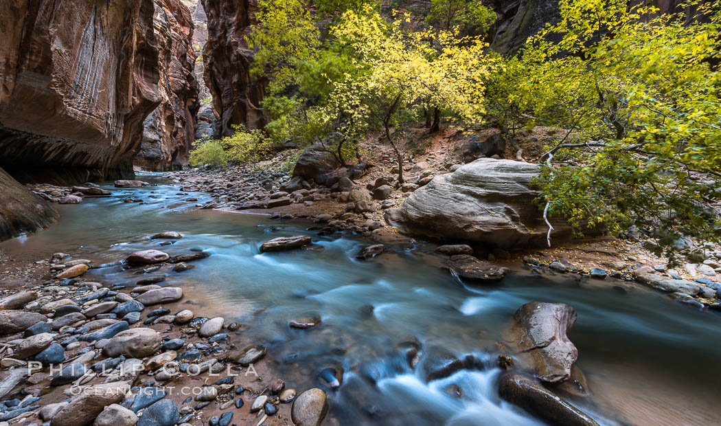 Fall Colors in the Virgin River Narrows, Zion National Park, Utah. USA, natural history stock photograph, photo id 32630