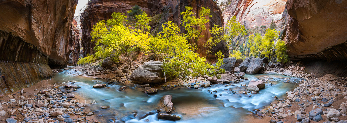 Fall Colors in the Virgin River Narrows, Zion National Park, Utah. USA, natural history stock photograph, photo id 32634