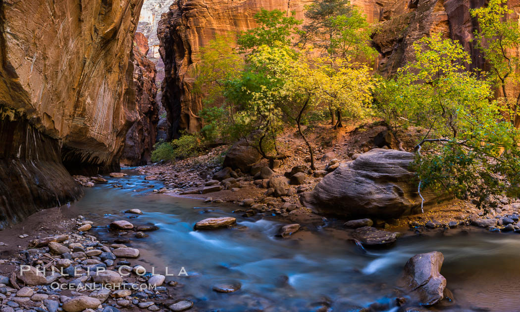 Fall Colors in the Virgin River Narrows, Zion National Park, Utah. USA, natural history stock photograph, photo id 32612