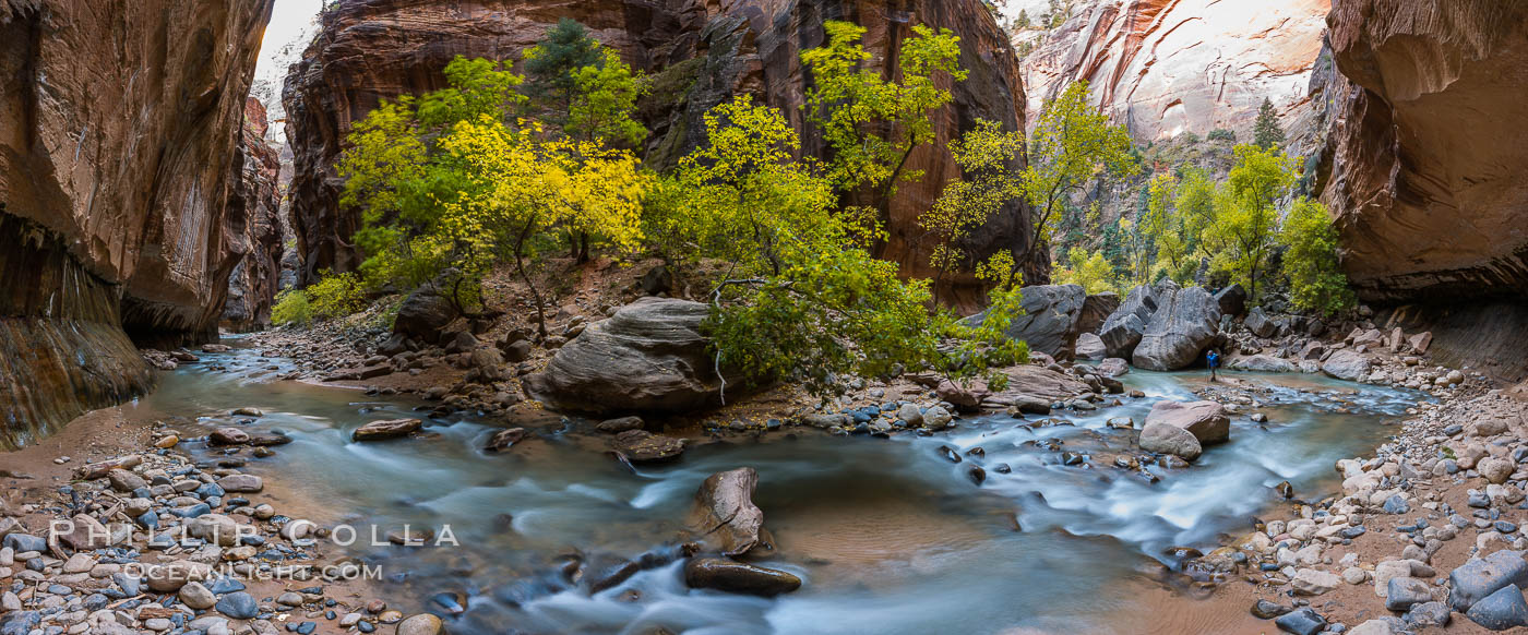 Fall Colors in the Virgin River Narrows, Zion National Park, Utah. USA, natural history stock photograph, photo id 32632