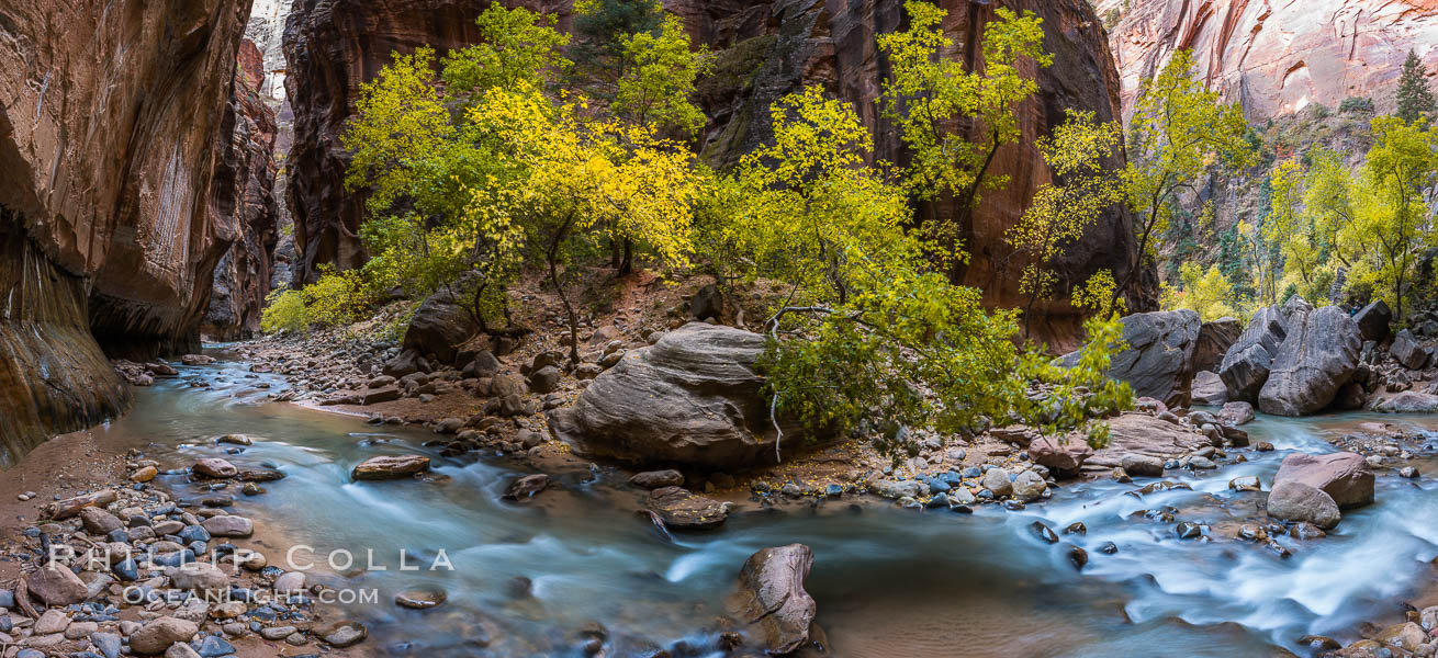 Fall Colors in the Virgin River Narrows, Zion National Park, Utah. USA, natural history stock photograph, photo id 32631