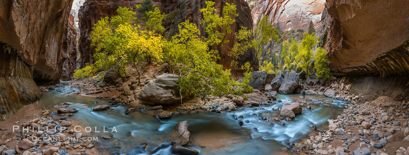 Fall Colors in the Virgin River Narrows, Zion National Park, Utah. USA, natural history stock photograph, photo id 32633