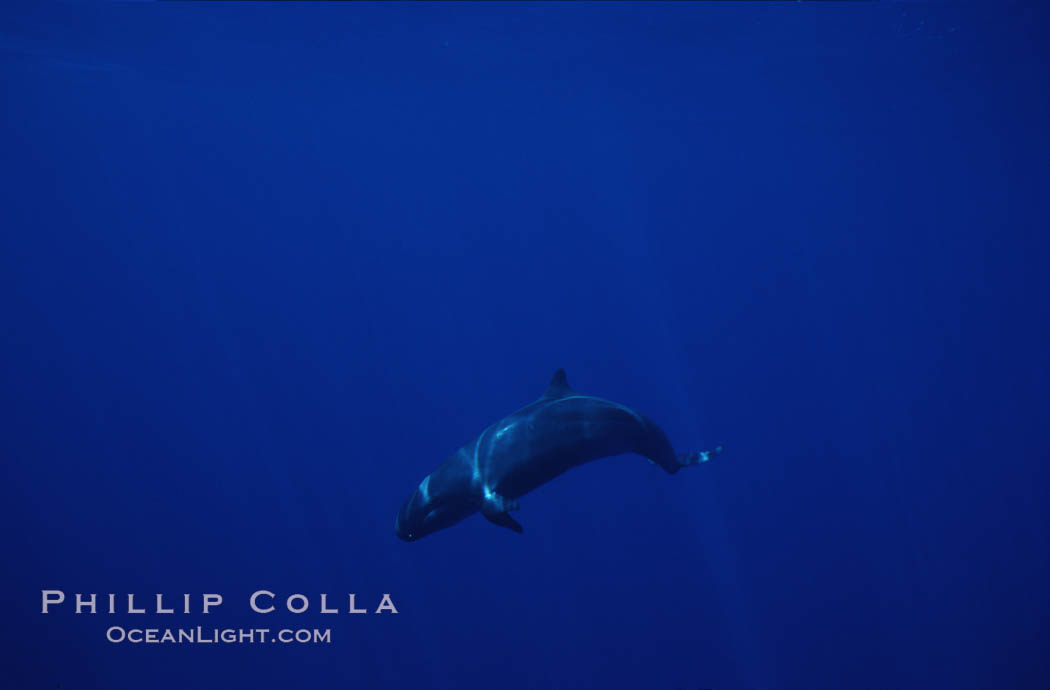 False killer whale. Lanai, Hawaii, USA, Pseudorca crassidens, natural history stock photograph, photo id 04518