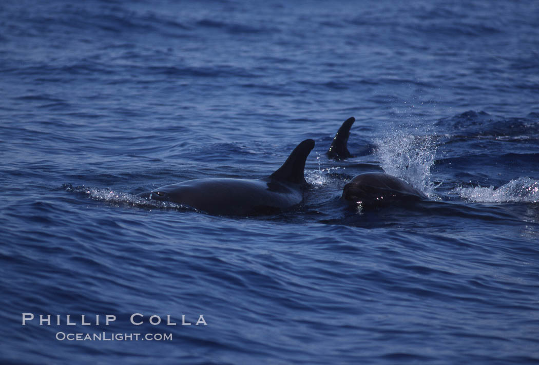 False killer whale. Lanai, Hawaii, USA, Pseudorca crassidens, natural history stock photograph, photo id 04572