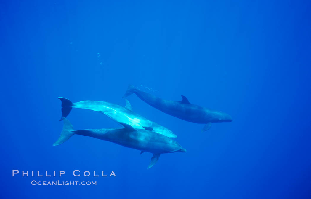 False killer whale, Pacific bottlenose dolphin. Lanai, Hawaii, USA, Pseudorca crassidens, Tursiops truncatus, natural history stock photograph, photo id 00563