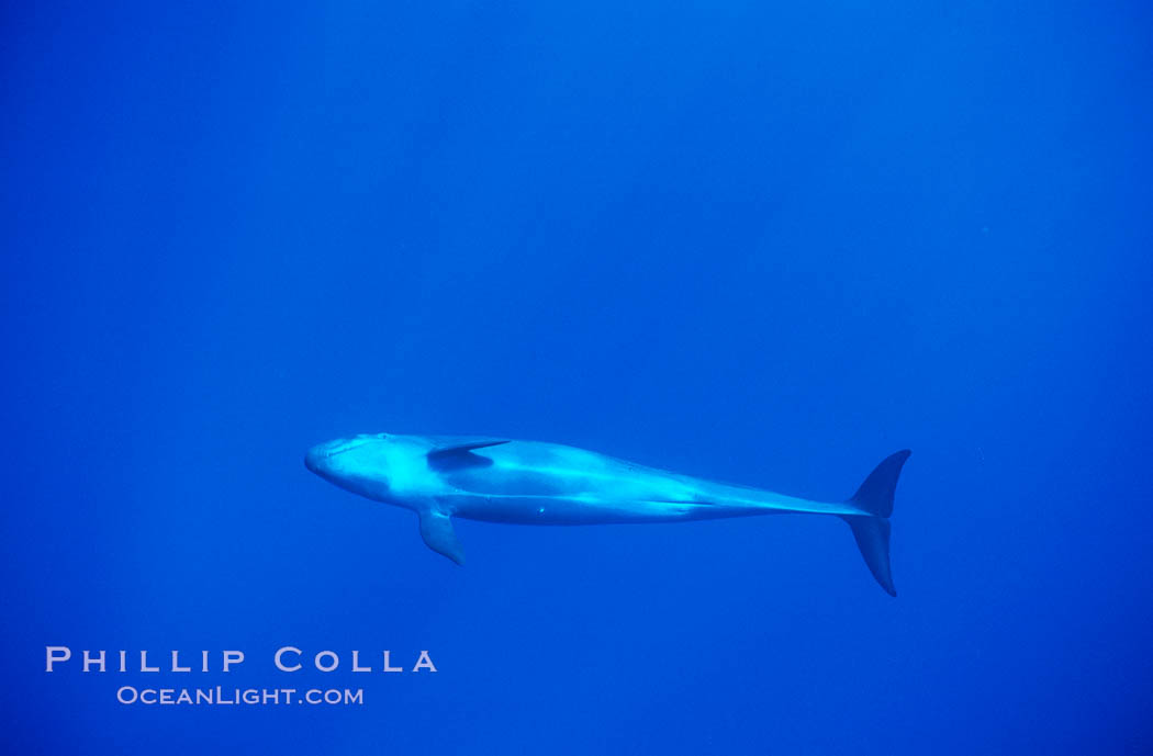 False killer whale. Lanai, Hawaii, USA, Pseudorca crassidens, natural history stock photograph, photo id 00558