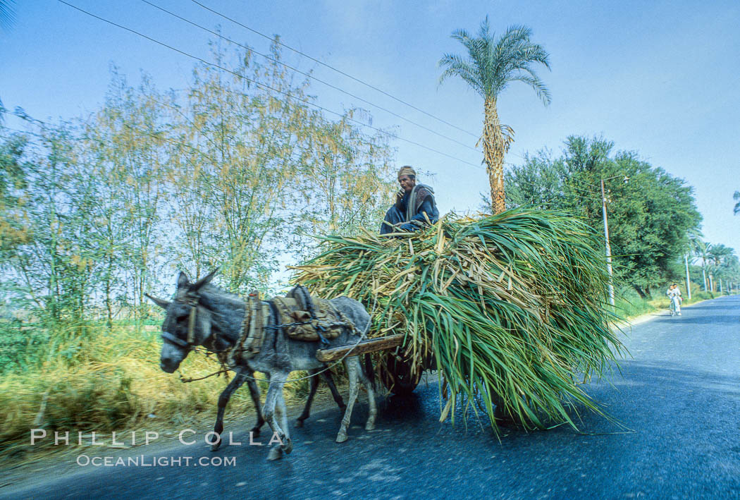 Farmer, donkey and cart. Luxor, Egypt, natural history stock photograph, photo id 18500