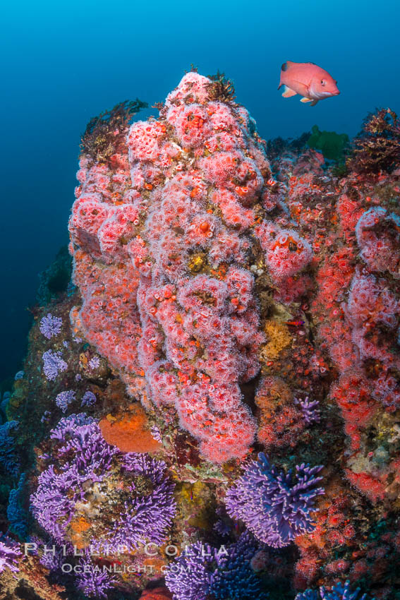 Submarine Reef with Hydrocoral and Corynactis Anemones, Farnsworth Banks, Catalina Island. California, USA, Allopora californica, Corynactis californica, Stylaster californicus, natural history stock photograph, photo id 34170