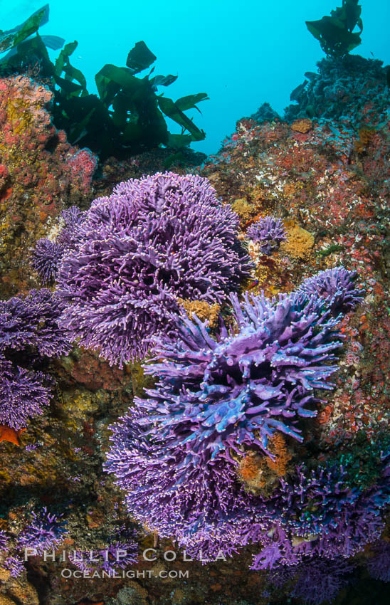 Submarine Reef with Hydrocoral and Invertebrates, Farnsworth Banks, Catalina Island. California, USA, Allopora californica, Stylaster californicus, natural history stock photograph, photo id 34194