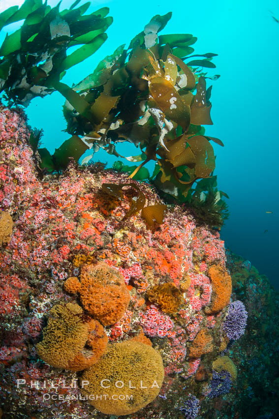 Submarine Reef with Bryozoan clusters, Hydrocoral and Invertebrates, Farnsworth Banks, Catalina Island, Stylaster californicus, Allopora californica, Corynactis californica Submarine Reef with Bryozoan clusters, Hydrocoral and Invertebrates, Farnsworth Banks, Catalina Island, Stylaster californicus, Allopora californica, Corynactis californica