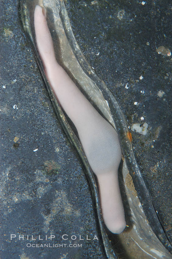 Fat innkeeper worm, seen in a cross section view of its habitat, an underwater hole., Urechis caupo, natural history stock photograph, photo id 08928