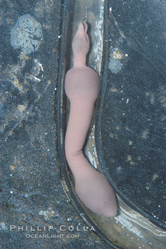 Fat innkeeper worm, seen in a cross section view of its habitat, an underwater hole., Urechis caupo, natural history stock photograph, photo id 08929