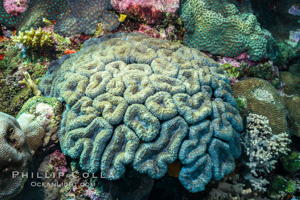 Favia maxima, a species of stony reef-building coral, Fiji., natural history stock photograph, photo id 31599