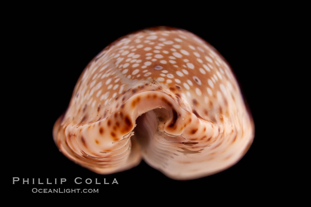 Fawn Cowrie., Cypraea nebrites, natural history stock photograph, photo id 08572