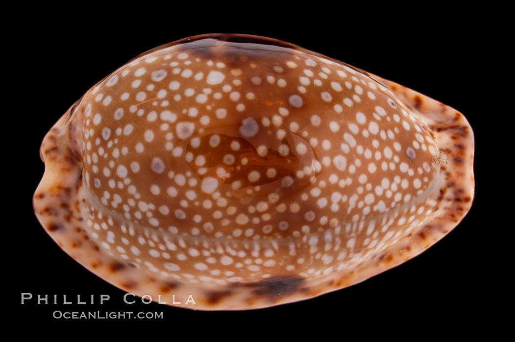 Fawn Cowrie., Cypraea nebrites, natural history stock photograph, photo id 08569