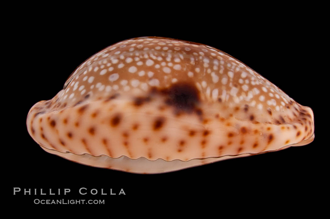 Fawn Cowrie., Cypraea nebrites, natural history stock photograph, photo id 08571