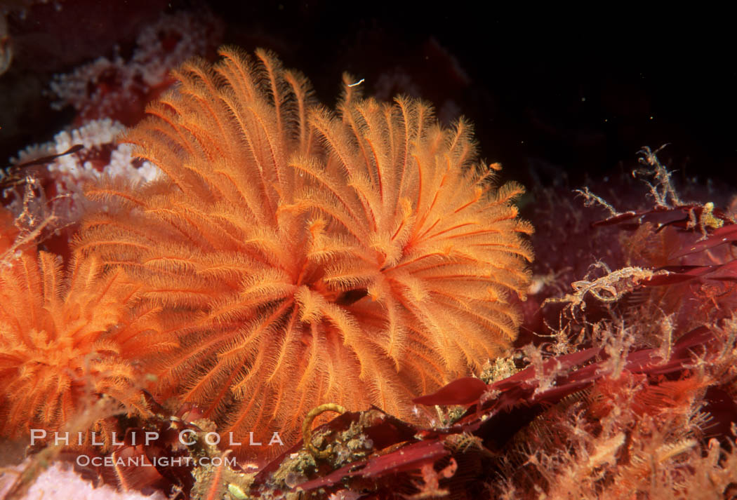 Feather duster worm. San Miguel Island, California, USA, Eudistylia polymorpha, natural history stock photograph, photo id 01054