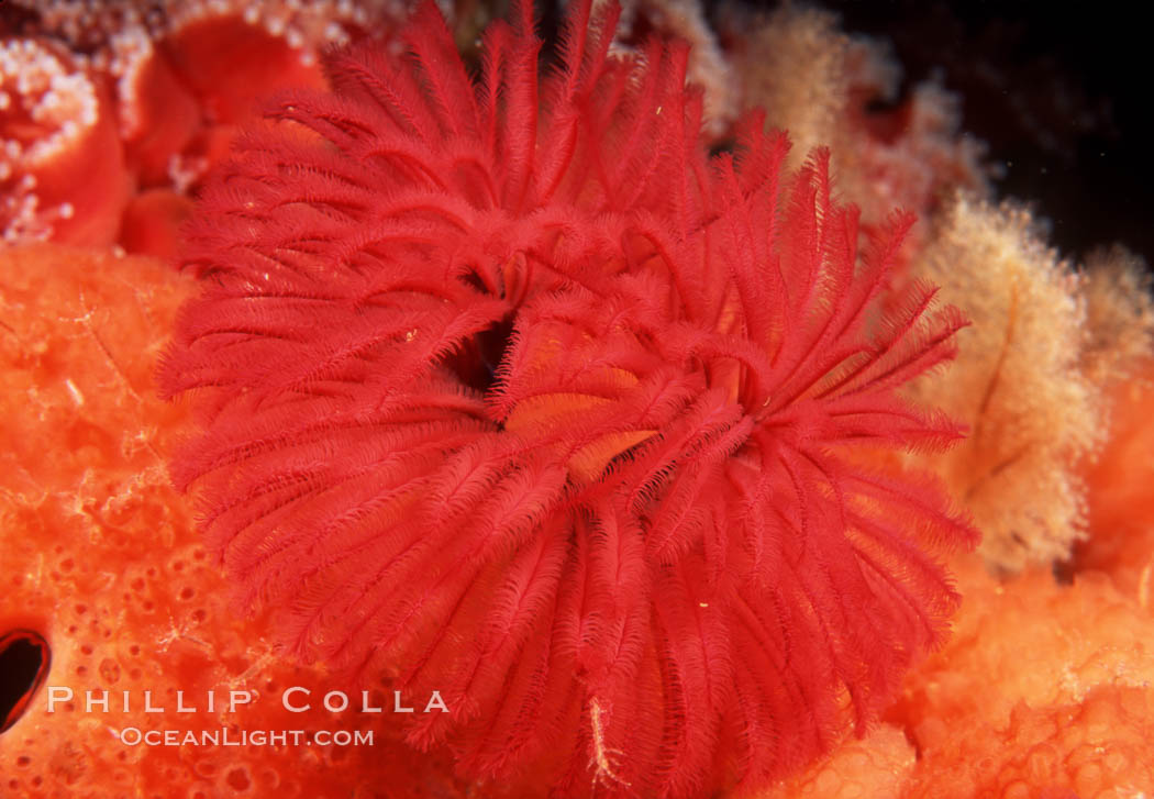 Feather duster worm. San Miguel Island, California, USA, Eudistylia polymorpha, natural history stock photograph, photo id 02544