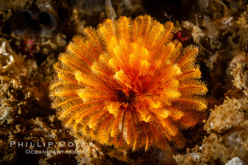 Feather duster worm extends from its hole in the reef to capture food floating by in the current, San Nicholas Island Island. California, USA, Eudistylia polymorpha, natural history stock photograph, photo id 10179