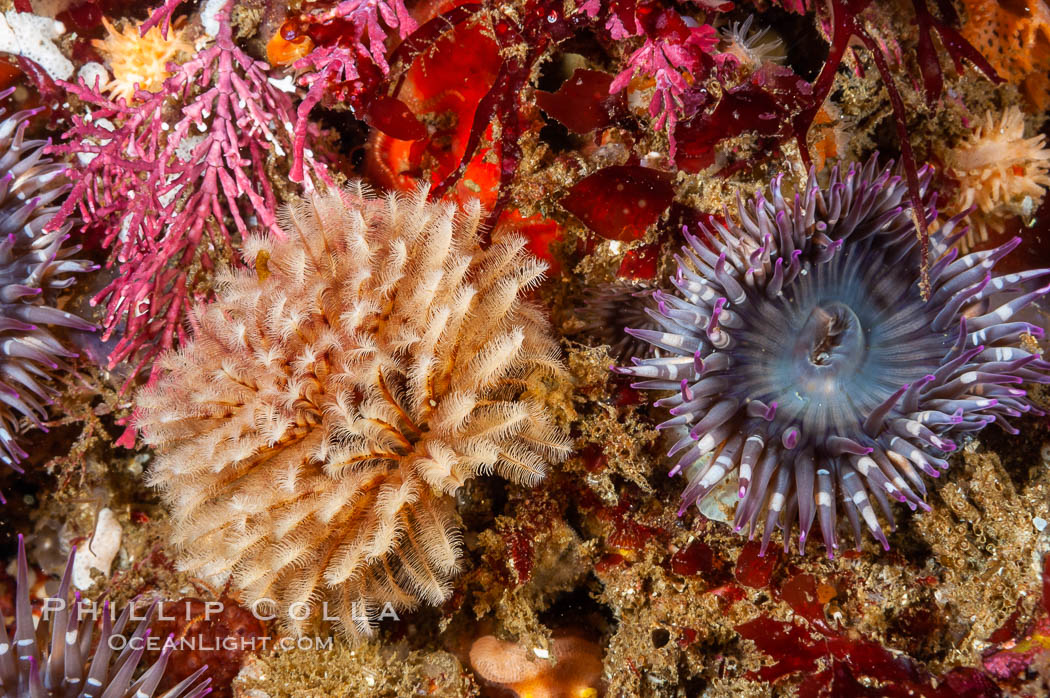 Feather duster worm (left) and aggregating sea anemone (right). Santa Barbara Island, California, USA, Anthopleura elegantissima, Eudistylia polymorpha, natural history stock photograph, photo id 10161