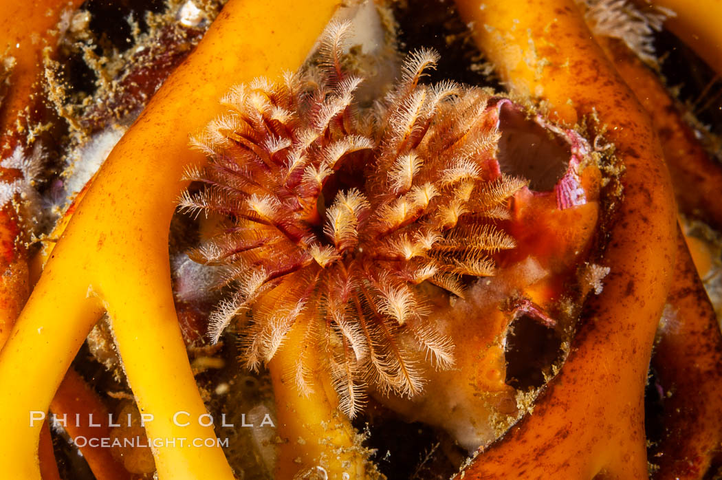 Feather duster worm extends from its hole in the reef to capture food floating by in the current.  Its hole is nestled between several holdfast stipes of giant kelp.  San Nicholas Island Island. California, USA, Eudistylia polymorpha, Macrocystis pyrifera, natural history stock photograph, photo id 10181