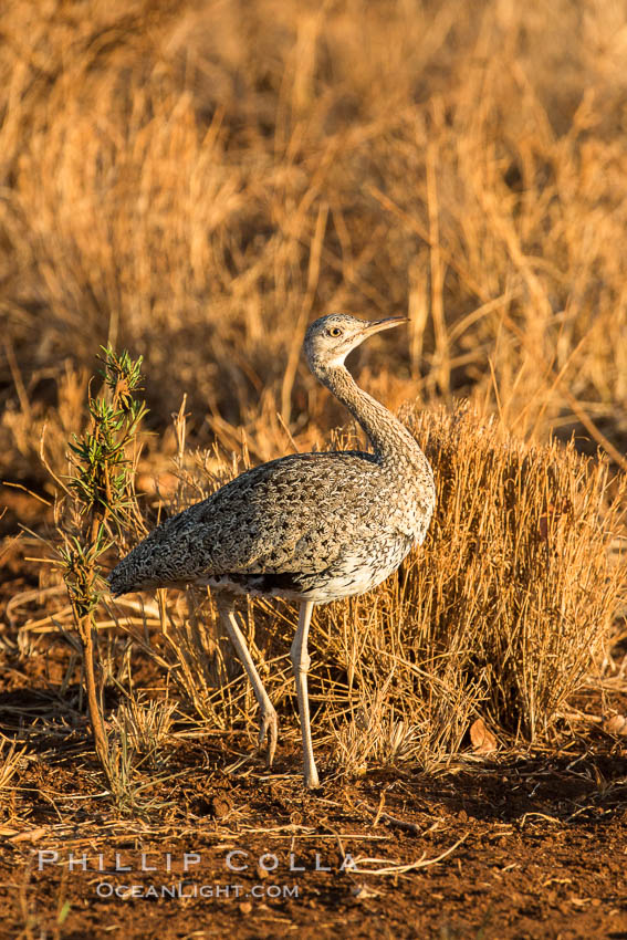 Female black-bellied bustard, Meru National Park, Kenya., Lissotis melanogaster, natural history stock photograph, photo id 29648