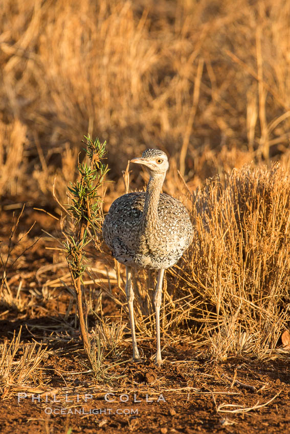 Female black-bellied bustard, Meru National Park, Kenya., Lissotis melanogaster, natural history stock photograph, photo id 29647