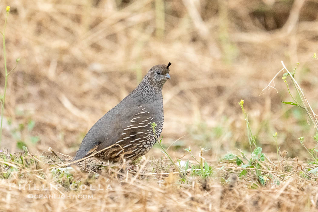 Female California Quail at Lake Hodges., natural history stock photograph, photo id 39418