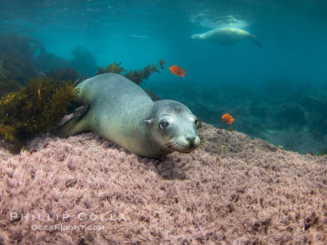 Female California sea lion laying on pink marine algae, Coronado Islands, Mexico. Another female rests at the surface in the background, and two orange garibaldi fish swim around over the reef, Zalophus californianus, Coronado Islands (Islas Coronado)