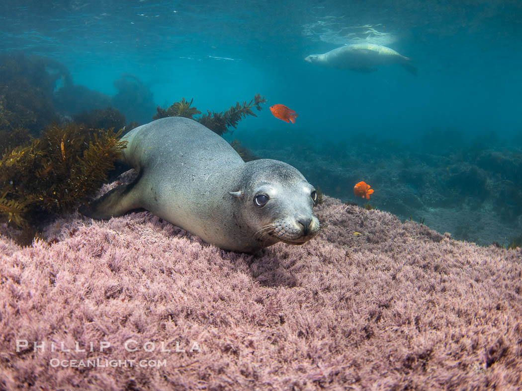 Female California sea lion laying on pink marine algae, Coronado Islands, Mexico. Another female rests at the surface in the background, and two orange garibaldi fish swim around over the reef, Zalophus californianus, Coronado Islands (Islas Coronado)