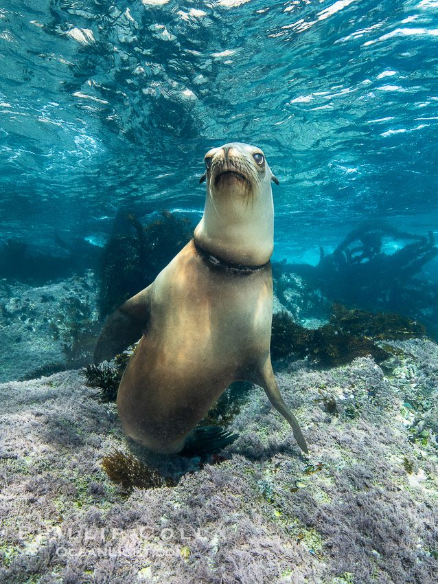 Female California Sea Lion with Severe Fishing Line Entanglement Injury, in the Coronado Islands, Baja California, Mexico. The line is buried in the sea lion's tissue so far that is difficult to see. It is possible this synthetic line will continue to cut into the skin of this sea lion until it succumbs to infection or blood loss. I have never seen any marine mammal rescue teams at the Coronado islands and suspect this poor animal will not live long. Coronado Islands (Islas Coronado), Zalophus californianus, natural history stock photograph, photo id 39959