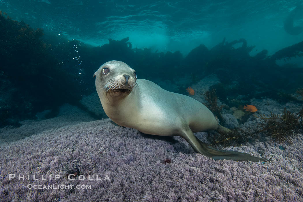 Female Sea Lion at the Coronado Islands, Baja California, Mexico, Zalophus californianus, Coronado Islands (Islas Coronado)