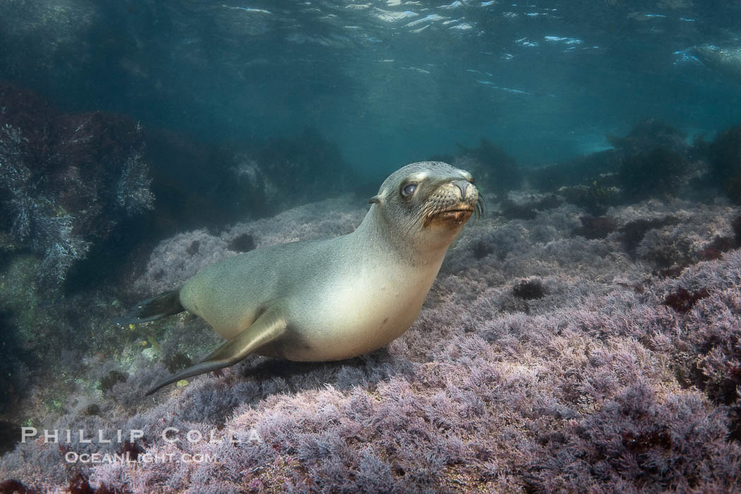 A beautiful golden-brown female California Sea Lion at the Coronado Islands, posing on a carpet of purple marine algae, Baja California, Mexico., Zalophus californianus, natural history stock photograph, photo id 38566