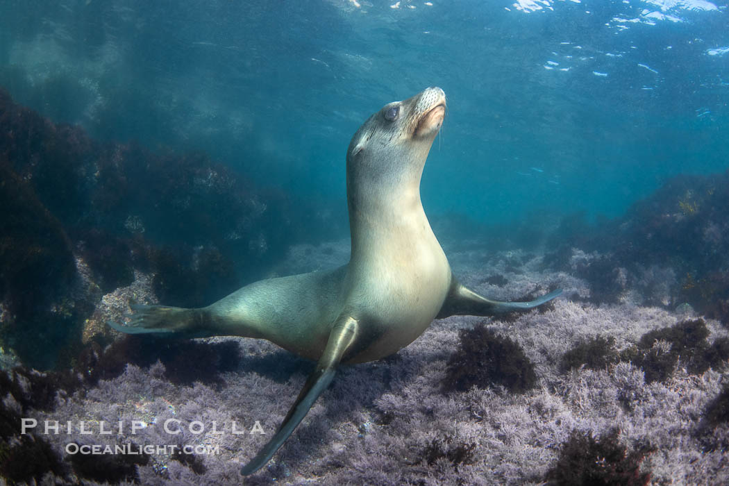 A beautiful golden-brown female California Sea Lion at the Coronado Islands, posing on a carpet of purple marine algae, Baja California, Mexico, Zalophus californianus, Coronado Islands (Islas Coronado)