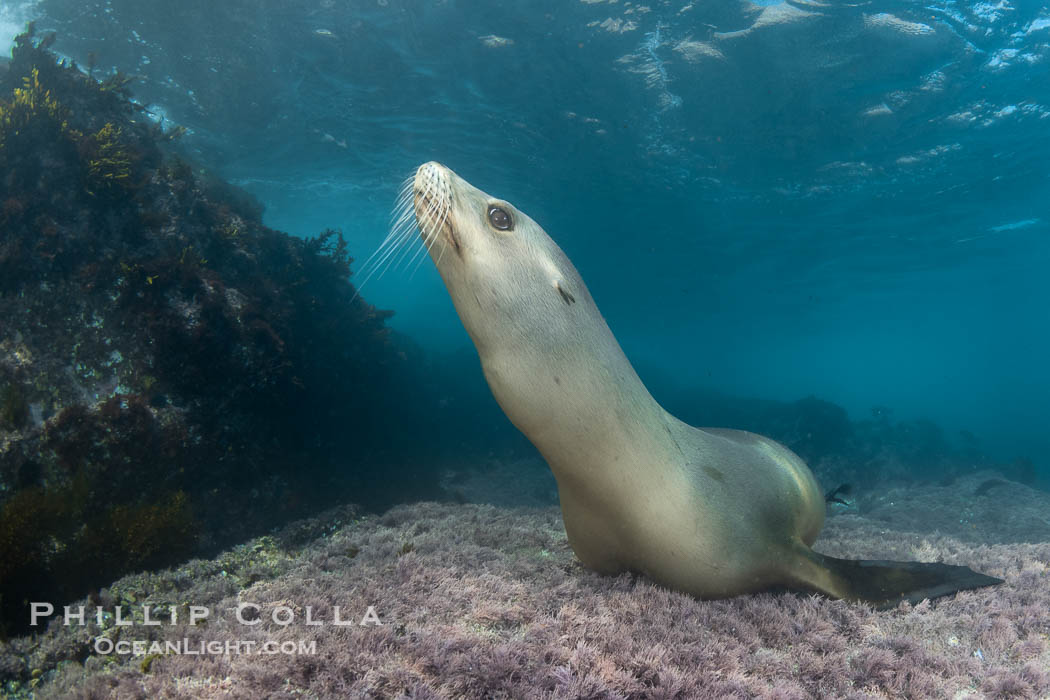 A beautiful golden-brown female California Sea Lion at the Coronado Islands, posing on a carpet of purple marine algae, Baja California, Mexico, Zalophus californianus, Coronado Islands (Islas Coronado) A beautiful golden-brown female California Sea Lion at the Coronado Islands, posing on a carpet of purple marine algae, Baja California, Mexico, Zalophus californianus, Coronado Islands (Islas Coronado)