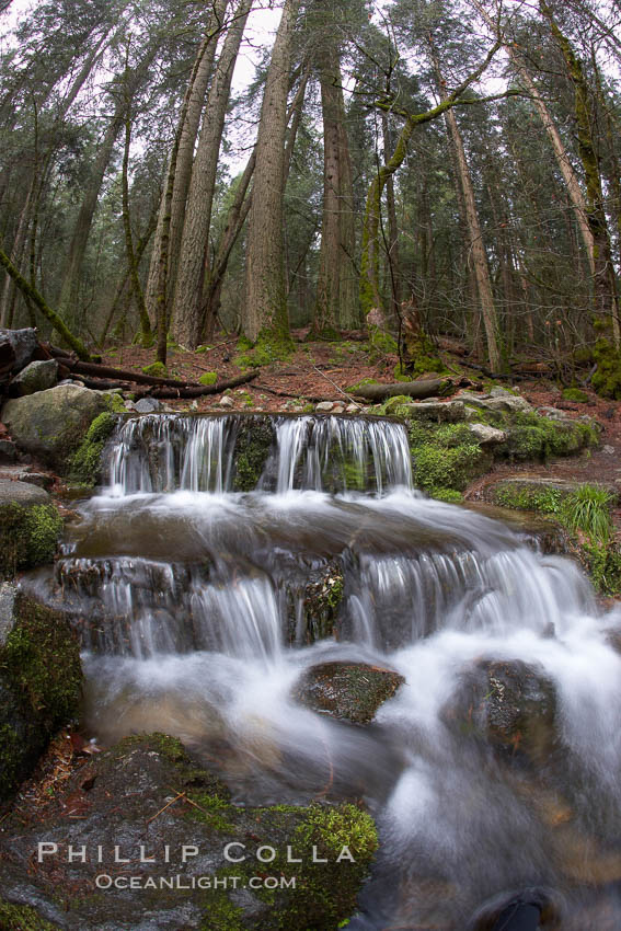 Fern Springs, a small natural spring in Yosemite Valley near the Pohono Bridge, trickles quietly over rocks as it flows into the Merced River. Yosemite National Park, California, USA, natural history stock photograph, photo id 22754